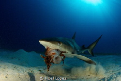 caribean reef shark eating a lion fish.canon 60D, tokina ... by Noel Lopez 